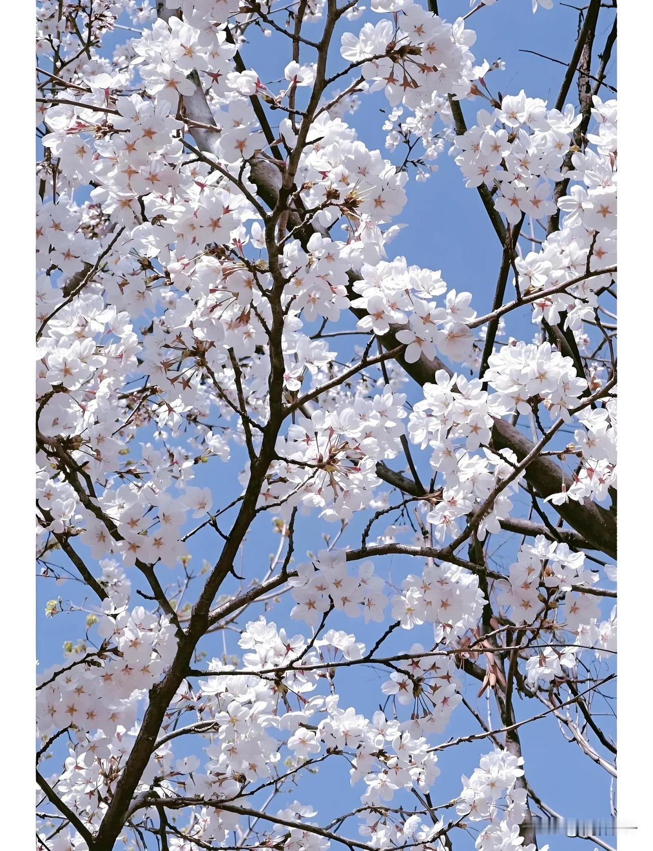西安青龙寺的樱花🌸开了，心中不免有几分欣喜！
当我还是一个少年的时候就经常去青