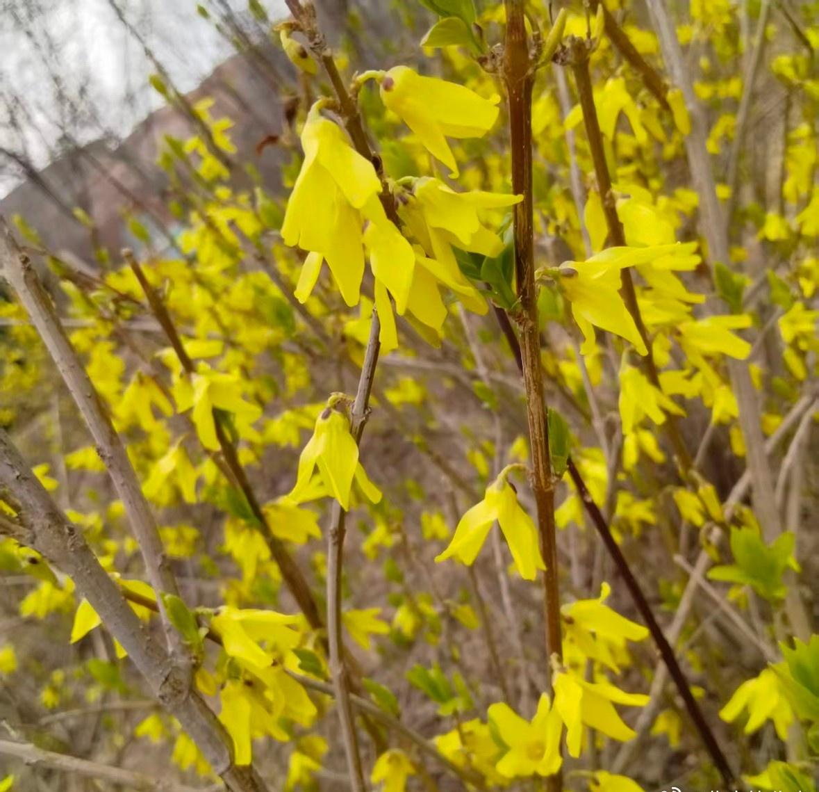 “3月16日，晴，温度3-15℃，天气越来越热，路边的杏花也都开了。室内的温度也