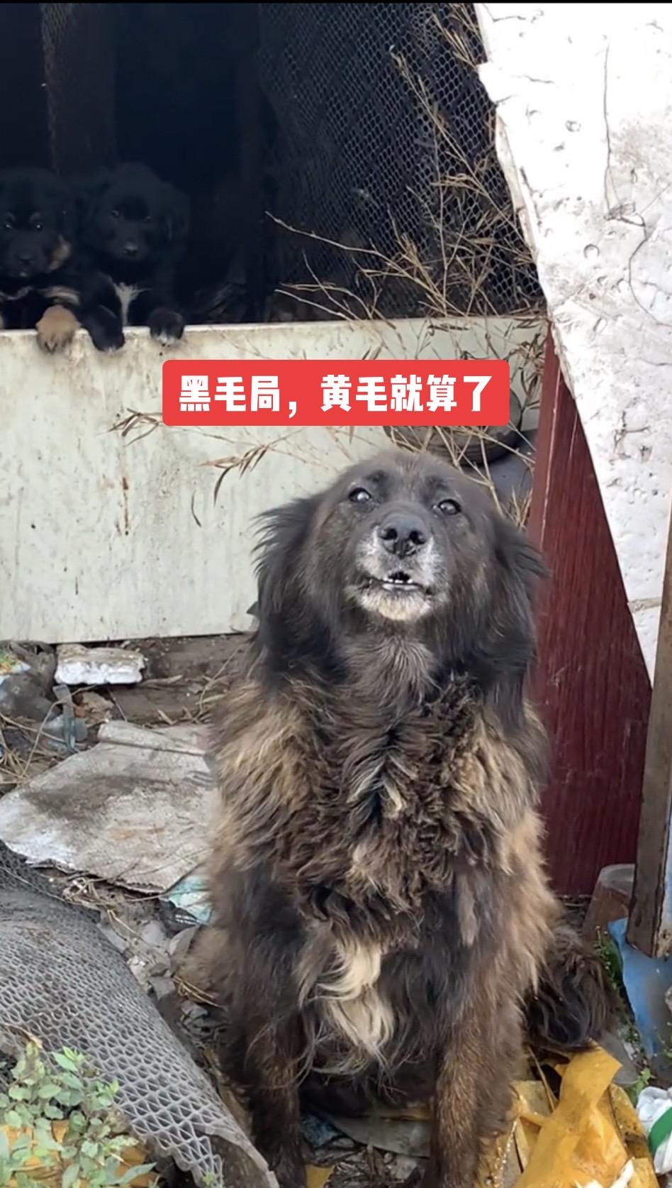 金毛狗别硬上，不是一个东西本村最靓的狗