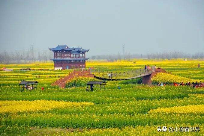 要问今年春天有啥愿望，就是想去兴化千垛景区看油菜花。

虽然我们这里到处有油菜花