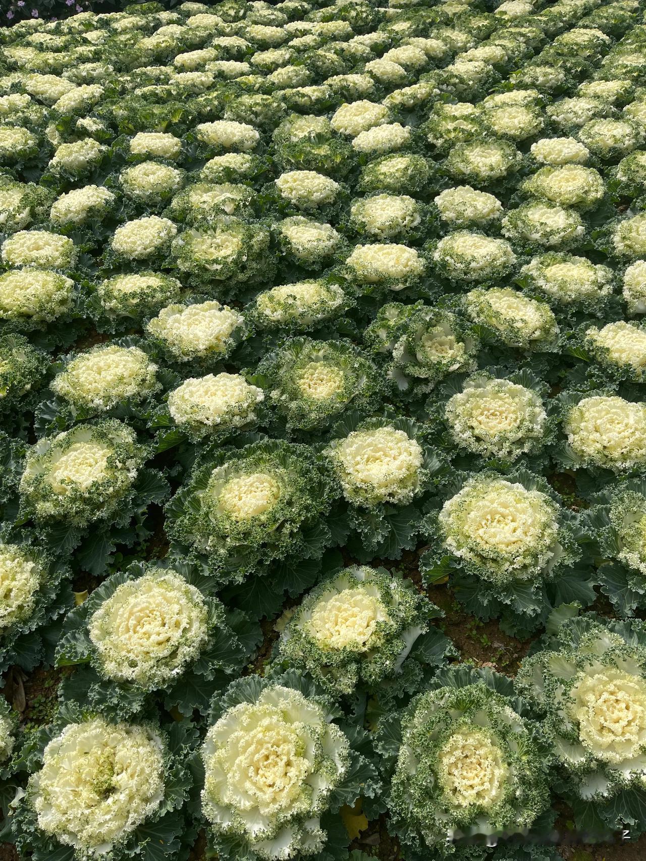 周末和家人一起去厦门园林植物园踏青，发现植物园里一个神奇的植物。说它是花吧，它又