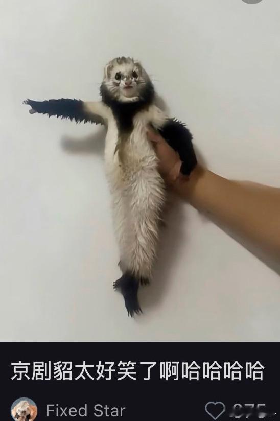 好长的胳膊  貂腿 ​​​