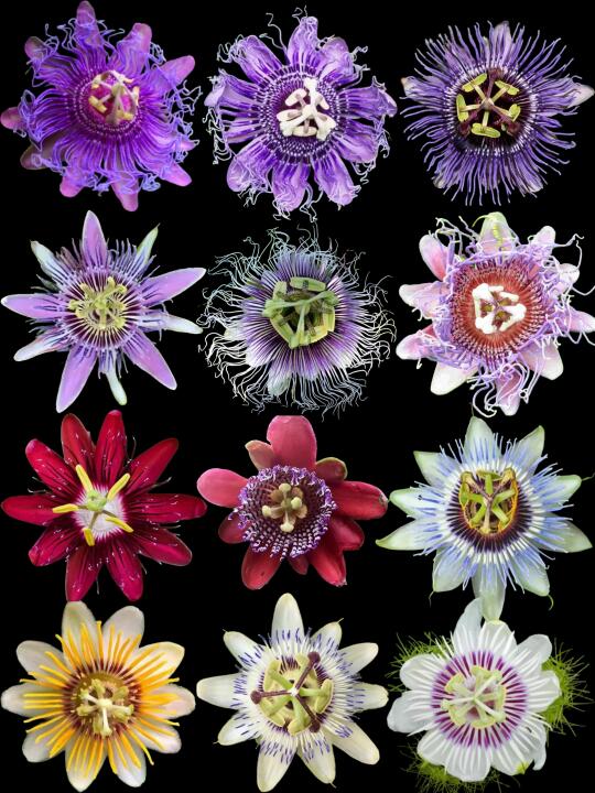 【西番莲属】花花的世界，你钟意谁