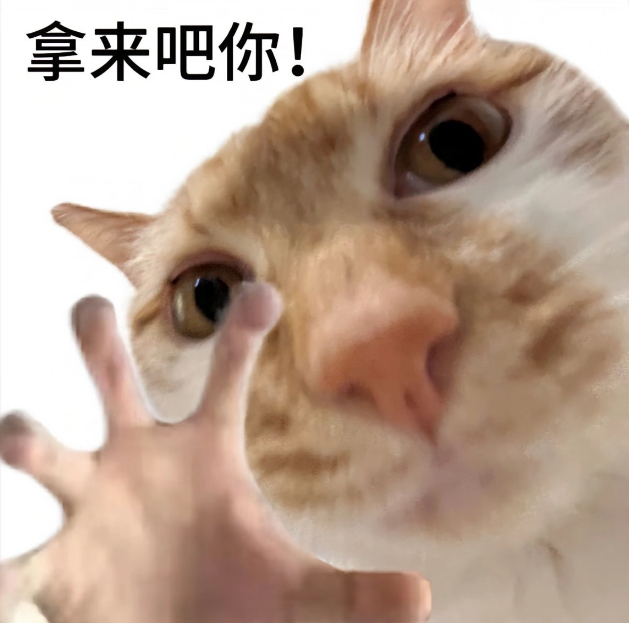 我勒个豆，千问这波也太猛了！！砸30亿请全国人民吃喝玩乐，这羊毛不薅真的亏麻了！