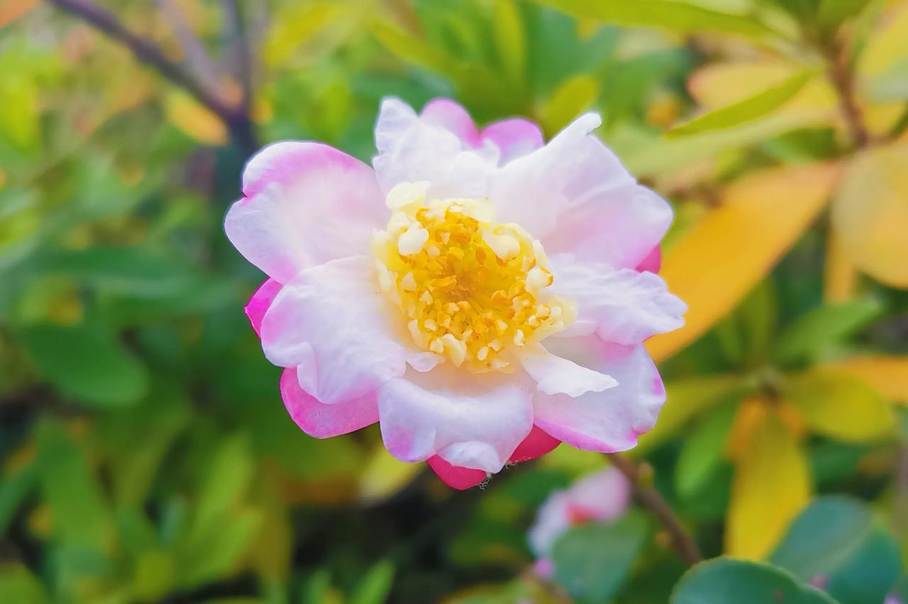 在公园里看到茶花开了，感觉有点‌诧异，因为印象中茶花是初春开花，现在才刚入冬呢。