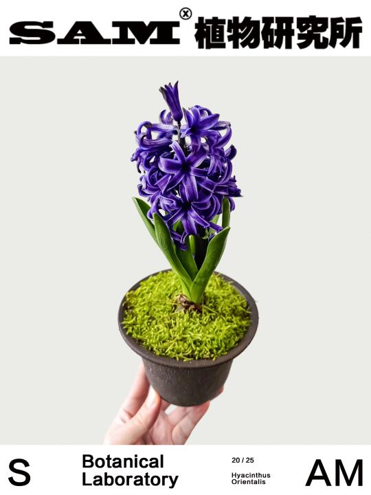 牛仔蓝风信子｜Hyacinthus Orientalis