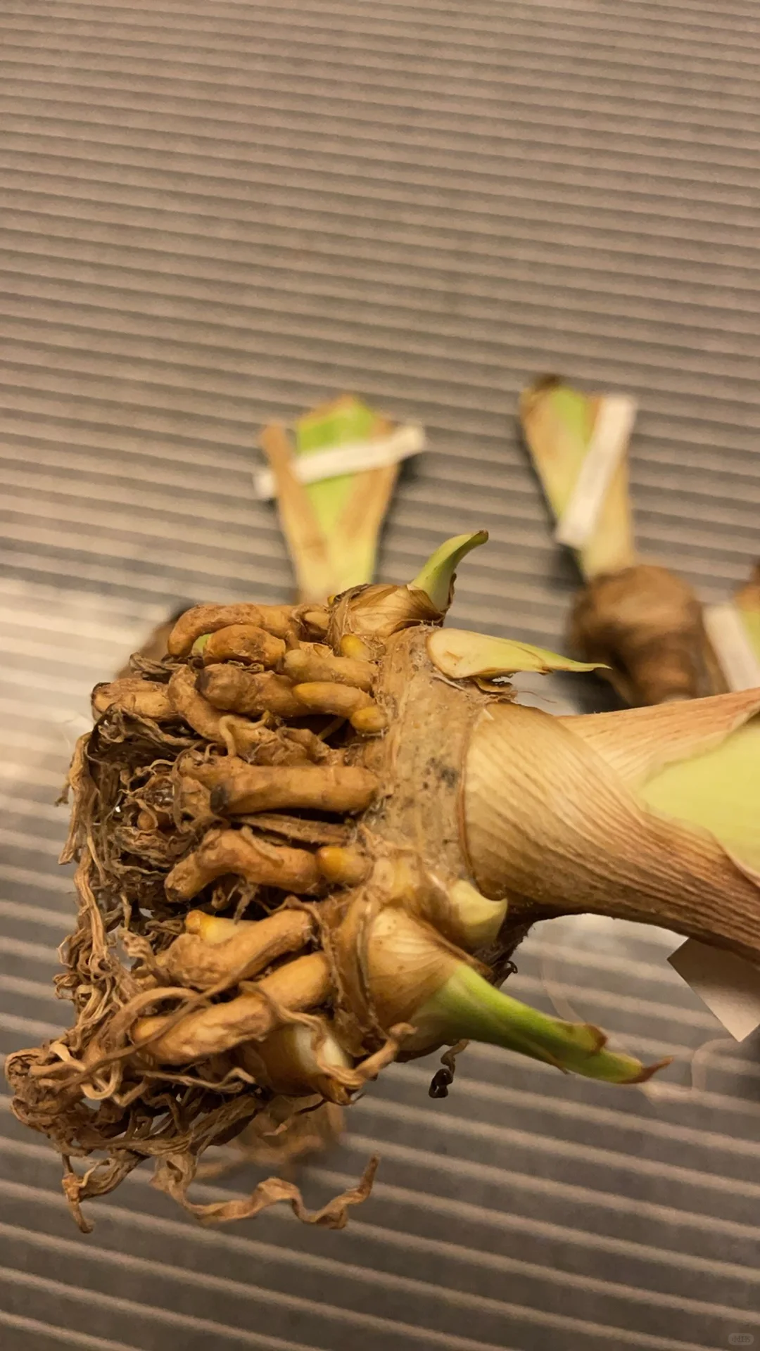 哇哦！我的姜块陆续到货了