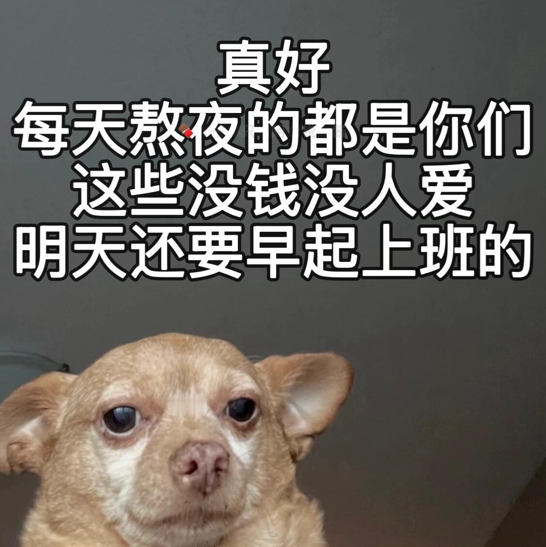 癫癫小狗表情包🥰🫰 ​​​