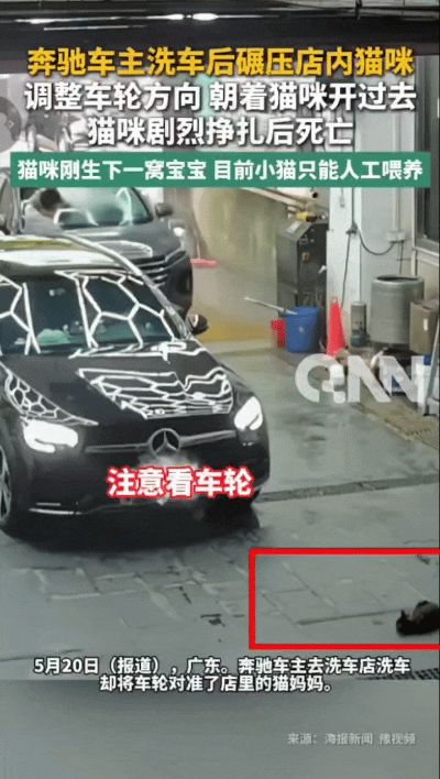 “一个人怎么坏到这种程度！”广东佛山开奔驰车碾猫男彻底“社死”：公司被牵连、更多