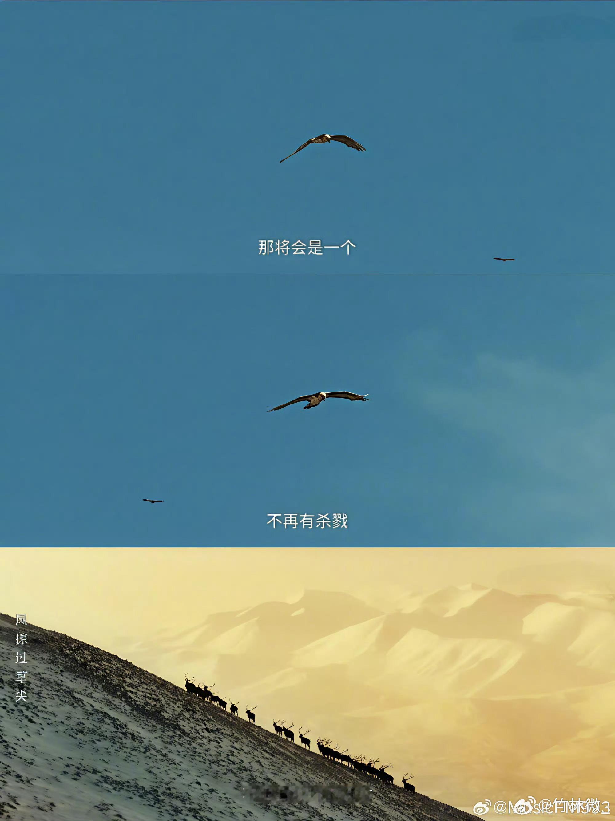 我的生命树DNA在青海动了看了生命树人在工位心在青海《生命树》里的青海也太美了，