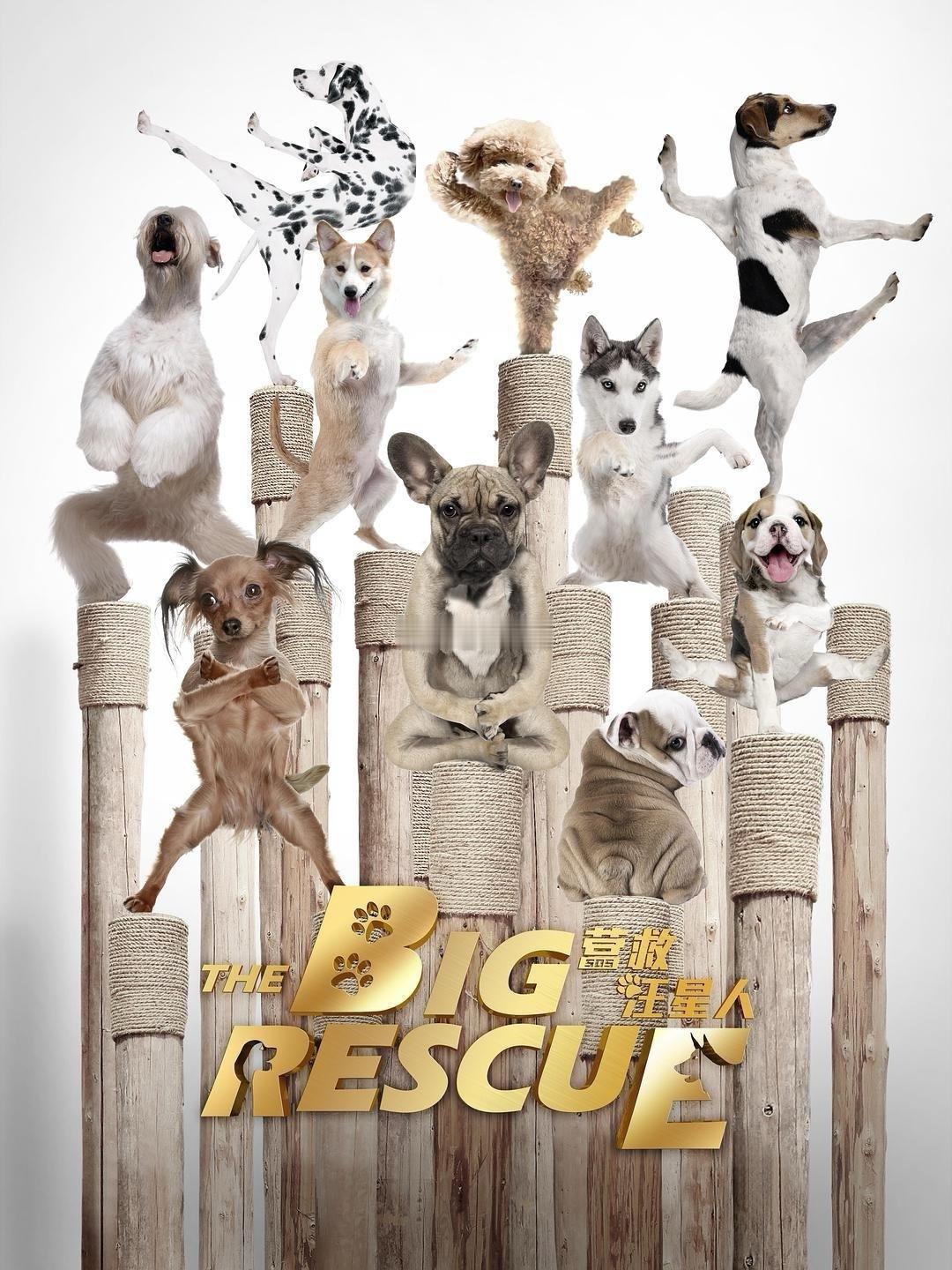 由梁婷导演编剧，成毅、文松领衔主演的萌宠悬疑喜剧电影《营救汪星人》即将于2026