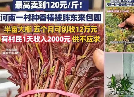 河南一村干部听战友说1斤香椿在上海能卖七八十元，这位村干部还真就信了，二话不说就