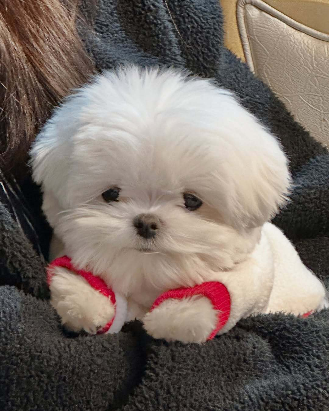 陪妈妈熬夜看电视的小狗 