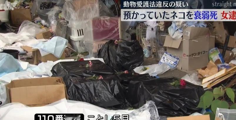 日本熊本市一名51岁的猫咪救助志工，因涉嫌违反《动物福利法》被捕，原因是她饲养了