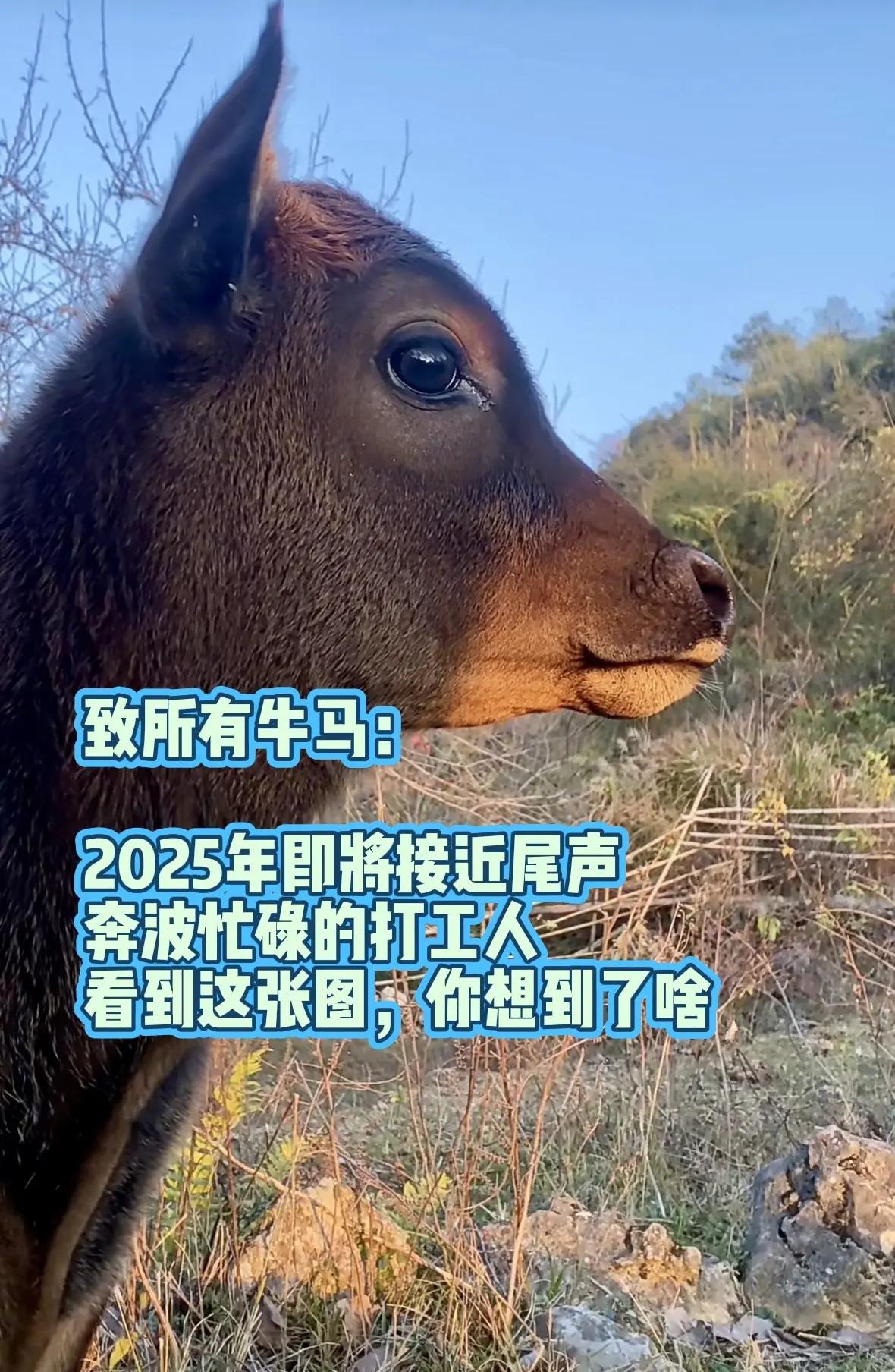 致所有牛马。2025年即将接近尾声，奔波忙碌的打工人，看到这张图，你有想到了什么