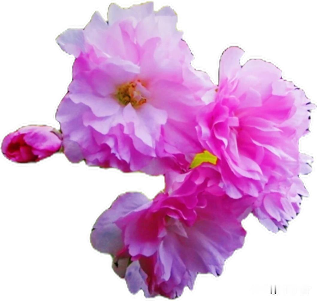 今年春天最想实现的心愿不负春光，不负自己，所愿皆所得，所行皆坦途。对春天该做的事