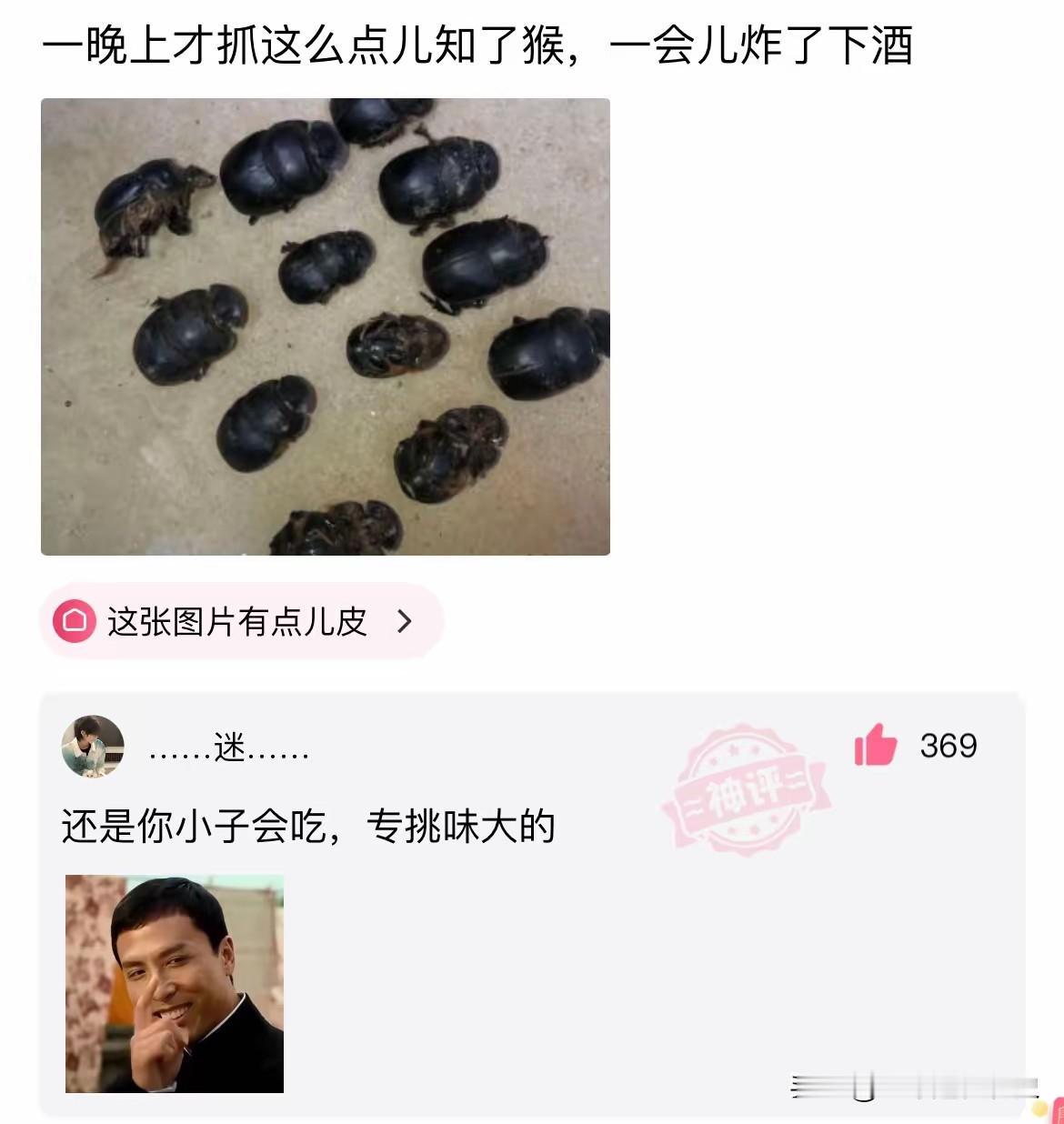 屎壳郎：我特么都吃S了都没逃过人类的魔爪嘛[捂脸][捂脸][捂脸]