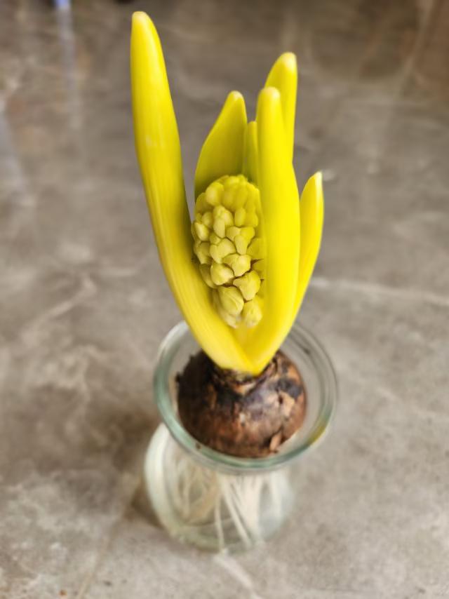 风信子花怎么用水培养
风信子用水培养的方法很简单，准备一个器皿或瓶子，瓶子的上口