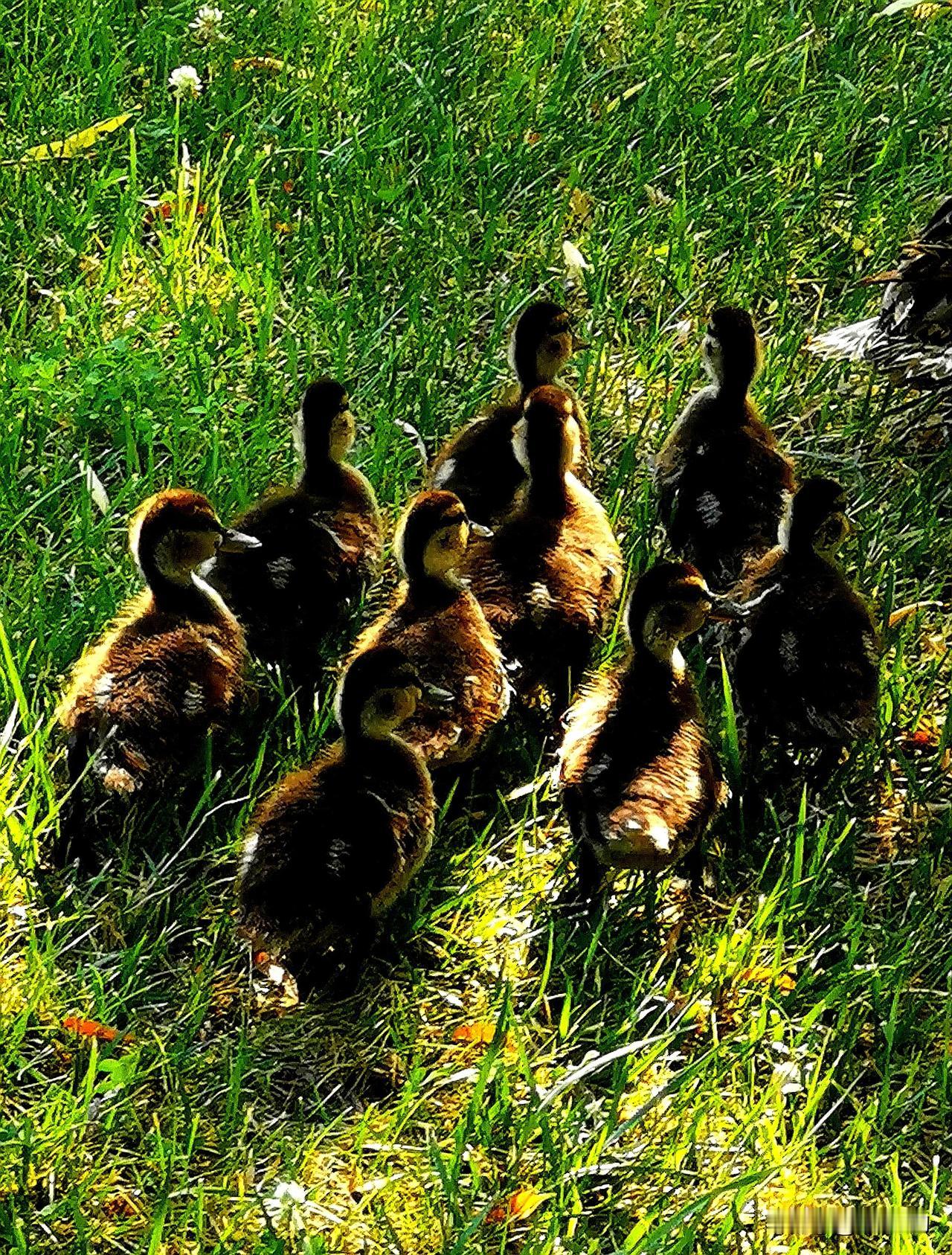 南湖公园四季掠影（六）
夏季景色：