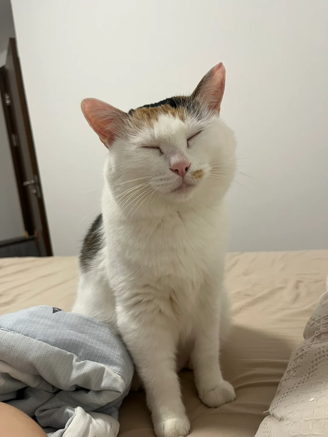 当我半夜三点不睡觉，可把猫给困死了哈哈哈