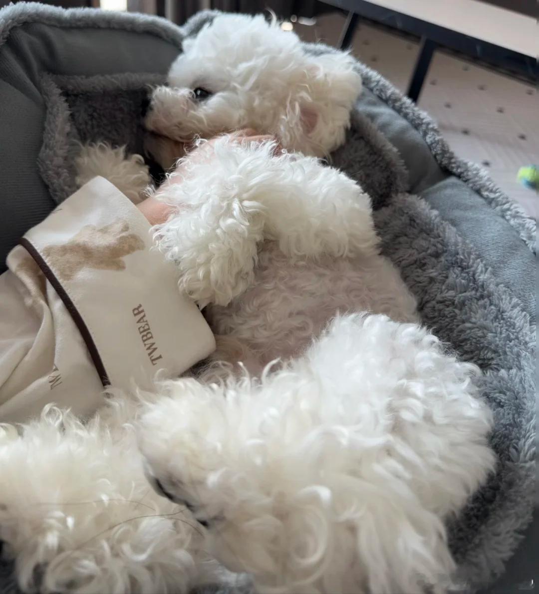 这跟自己亲生的有什么区别 当人们追问“有什么区别”时，流浪猫救助者叩问的是责任边