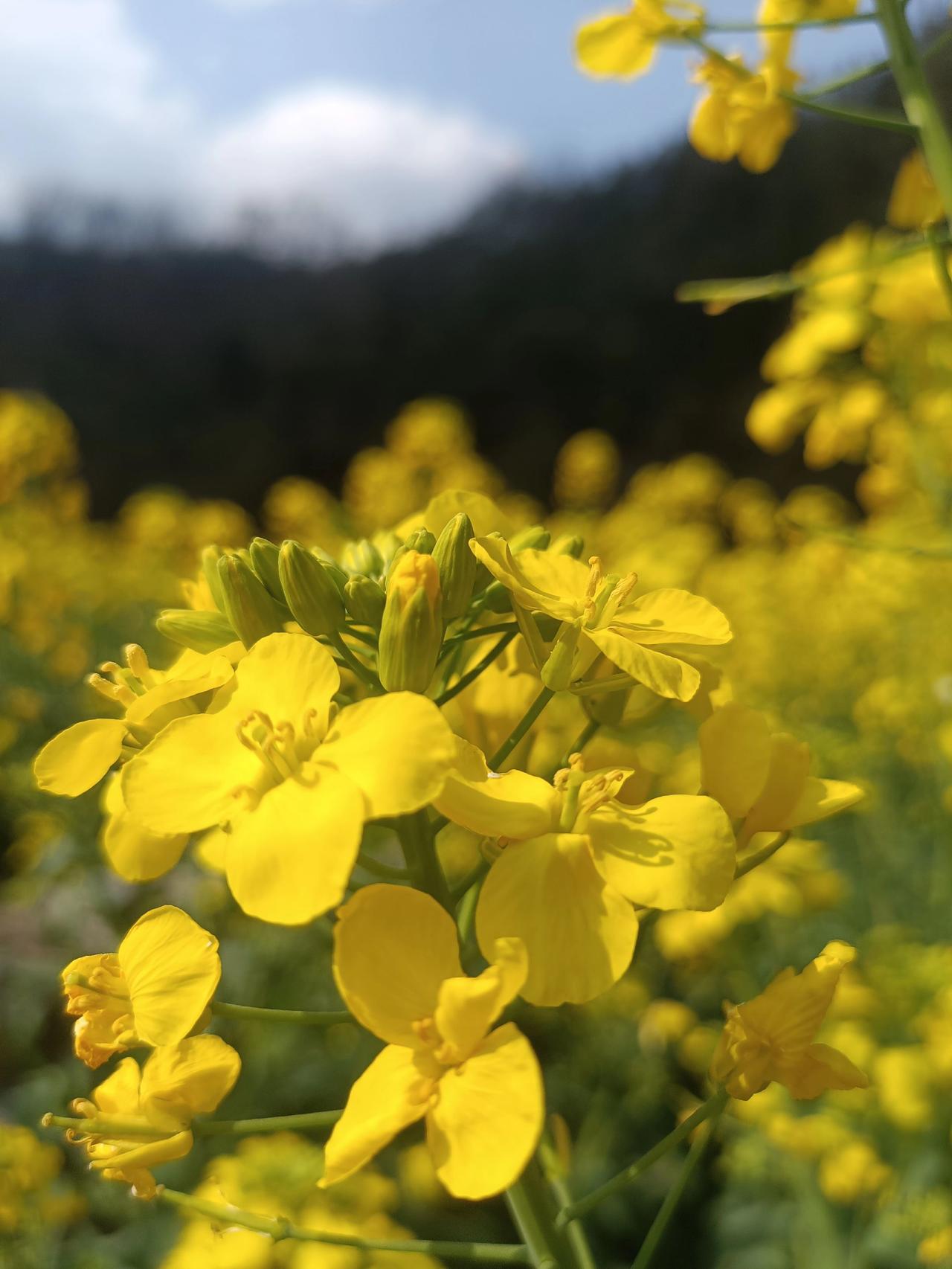 春天在哪里（油菜花版）二月，大地复苏，天气逐渐暖和，城郊海螺朝天的大片油菜花绽放