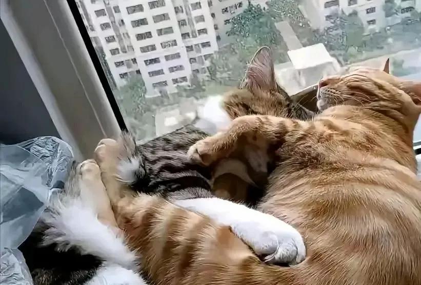 大橘离家三十七天，回来屁股后面跟着一只狸花，进门就把自己罐头拱到她面前，我拦都拦