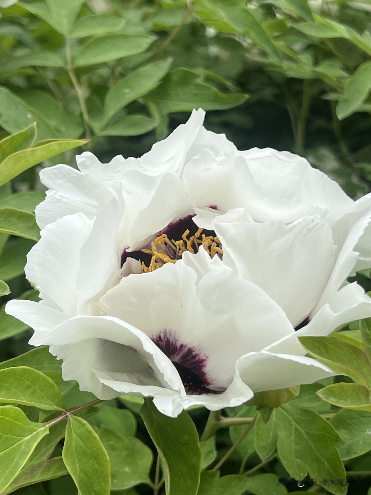 白色素雅且满含阳光，一张白纸能够绘就最美的景致。以白为美，纯净即美。 生命的本质