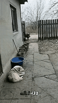 太神奇了！一户人家院子里，大金毛正四仰八叉晒太阳，门“吱呀”一声，一只黑野猪晃晃