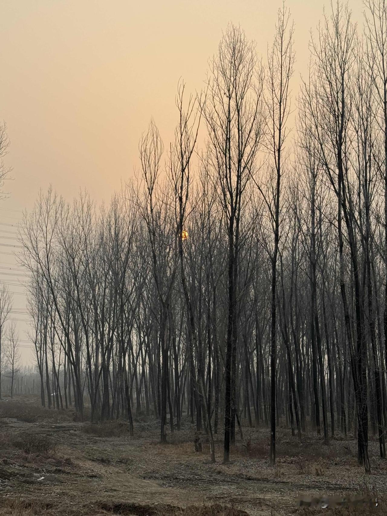 深冬的西安沣河，暮色中的树林，垂钓等鱼的人，何畏这严冬，这份郊野的宁静，将喧嚣的