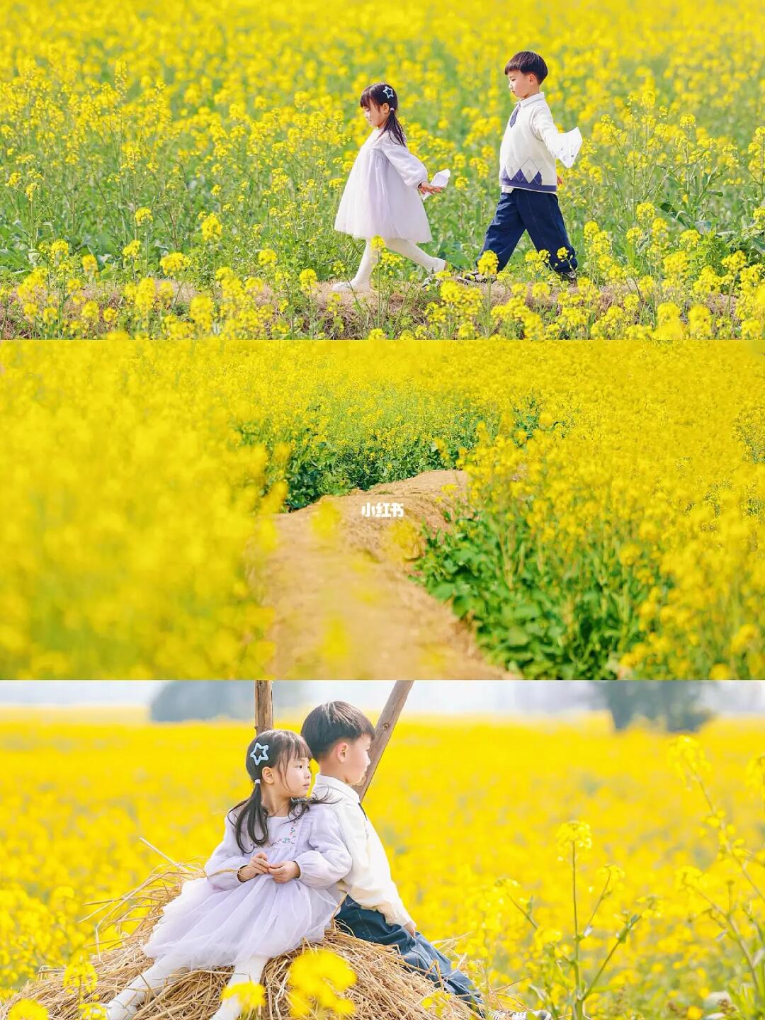 成都溜娃🌼｜一不小心闯入漫画里的油菜花田~
