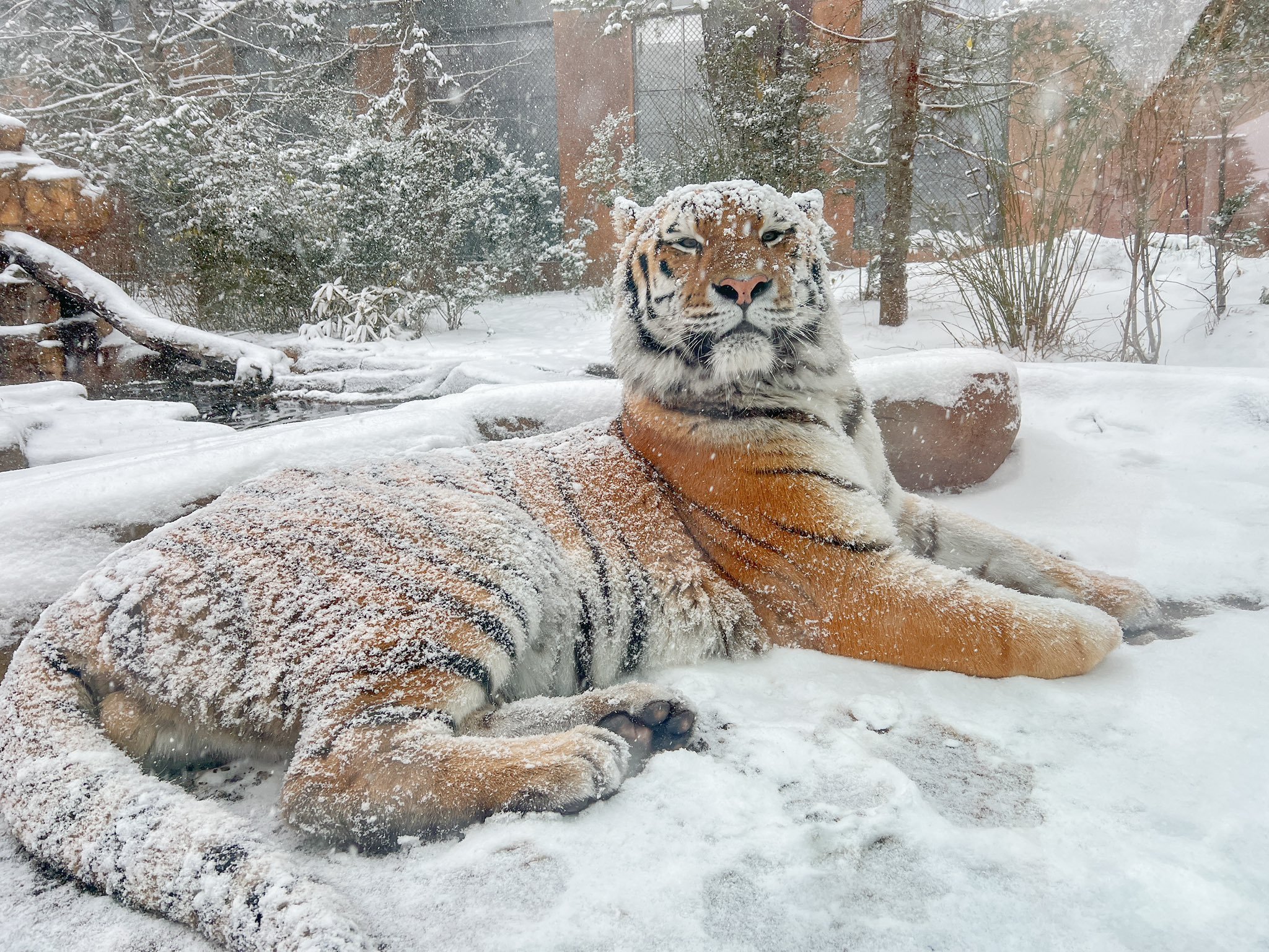 ❄️🐯 