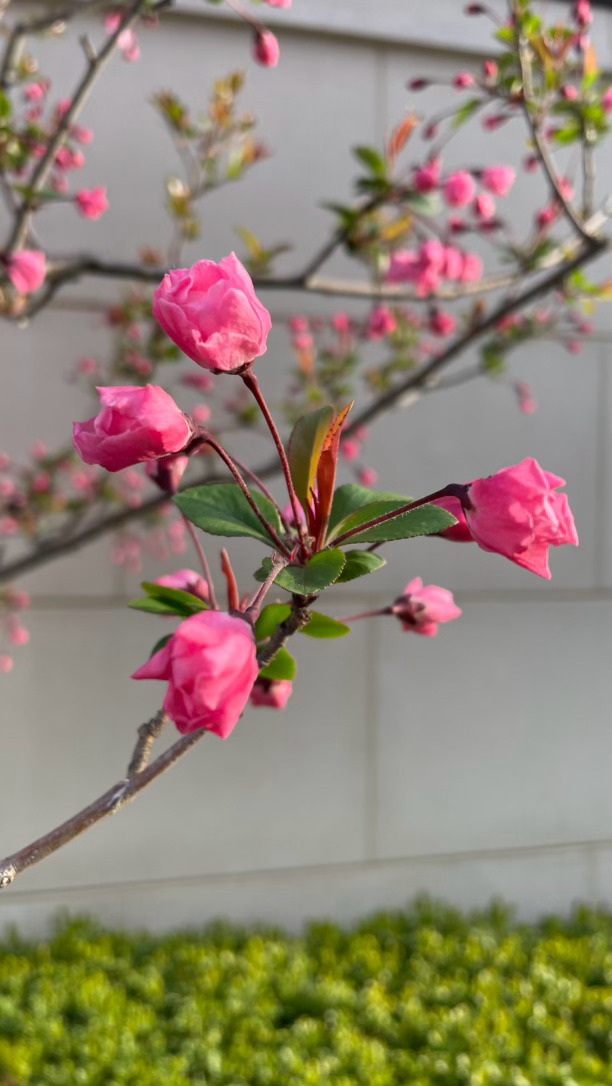 枝间新绿一重重，小蕾深藏数点红。一眼就爱上的惊艳