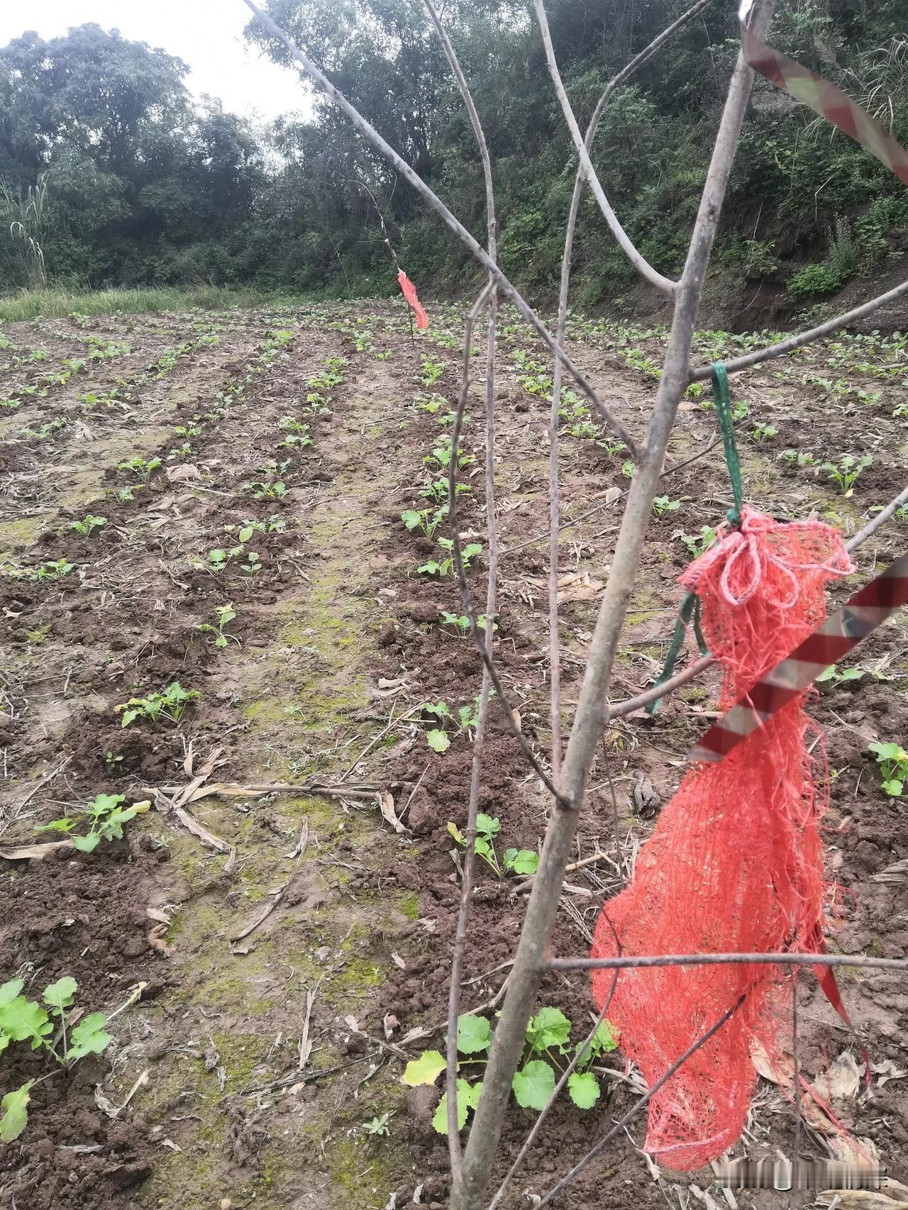农村的老规矩，把粮食油菜栽在土里，还不能忘记给他挂红，这是什么意思？老一辈的人都