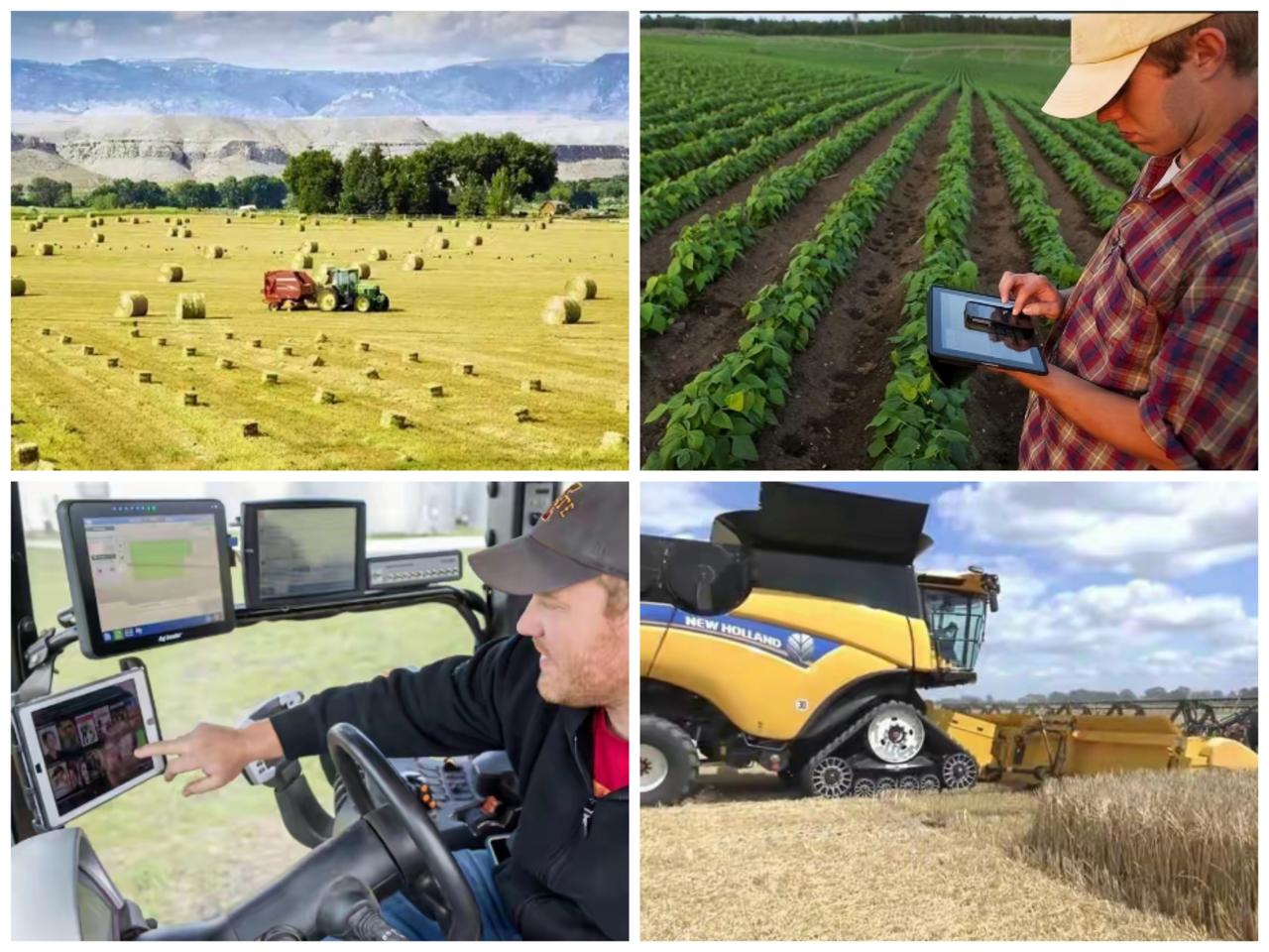 痛恨特朗普关税措施的不光是美国的贸易伙伴，美国农民也深受其害，尽管迎来丰收季，但