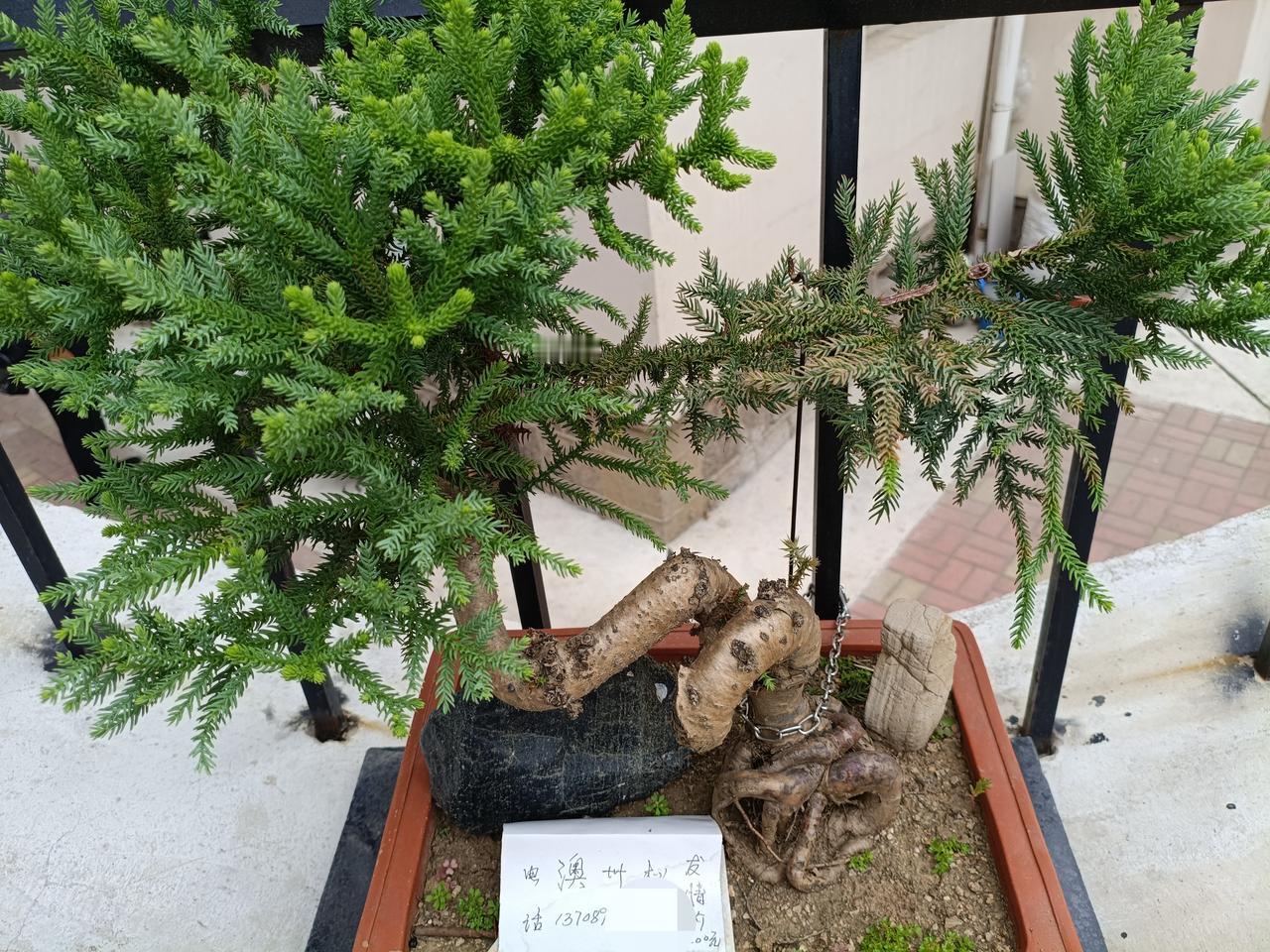 昨晚在徐州路与如东路的交叉口的院墙处，发现了两个花盆，盆里的绿植生机盎然，这处平