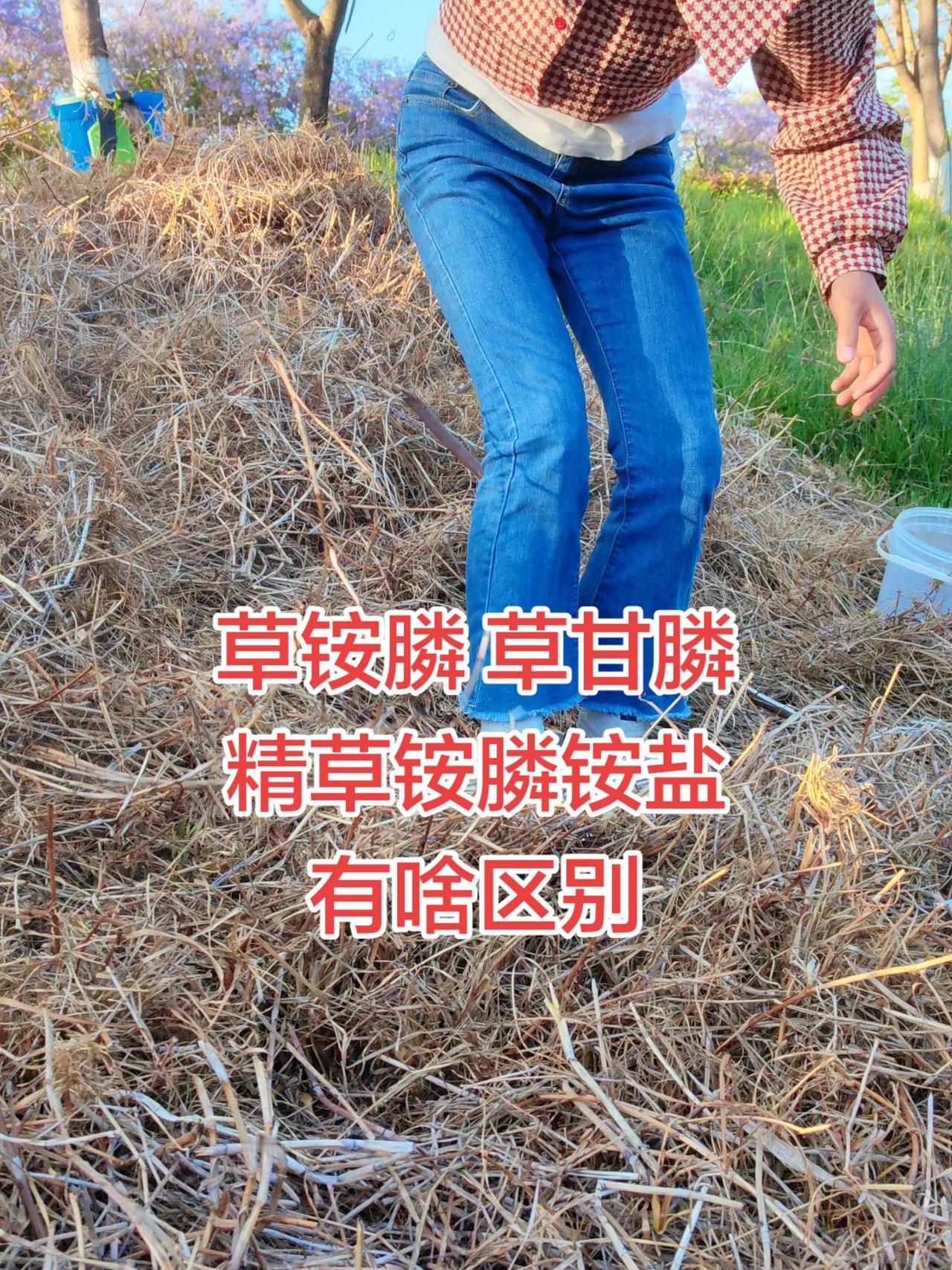 精草铵膦铵盐 农业种植  三农流量扶持计划 服务三农支持三农 种植小技巧