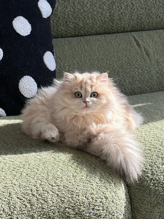 可以改名为大冤种猫舍了