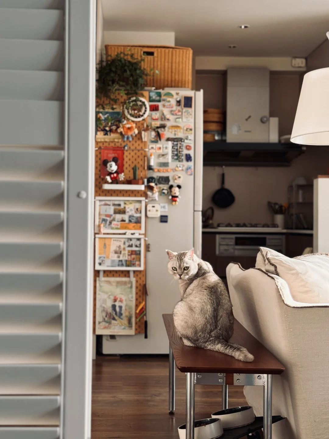 居住趋势｜和小猫一起的家🏠