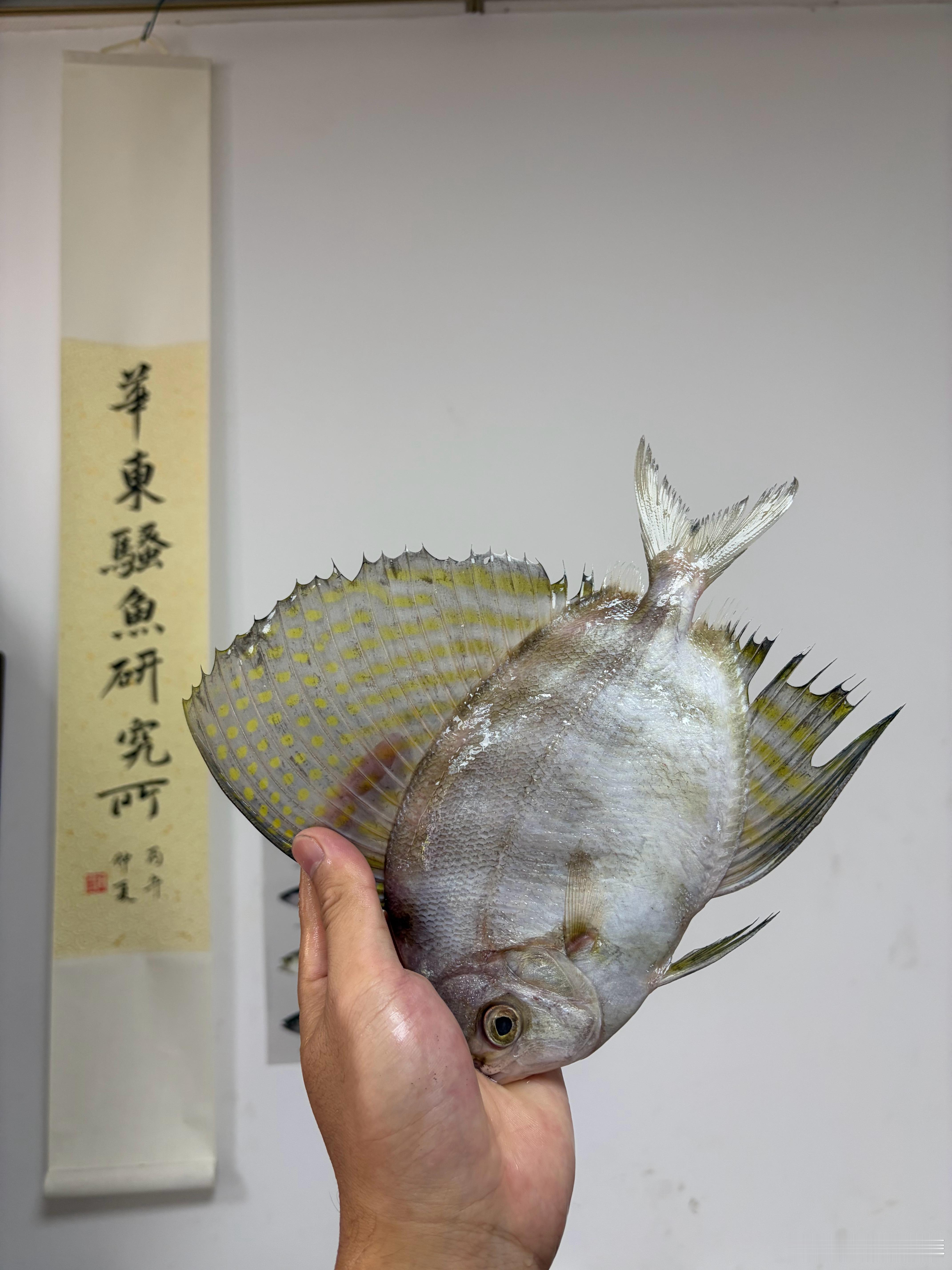 华东骚鱼研究所 满鳍·旗月鱼 