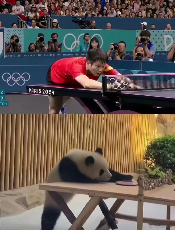 怪不得樊振东叫暴力熊猫🐼 ​​​
