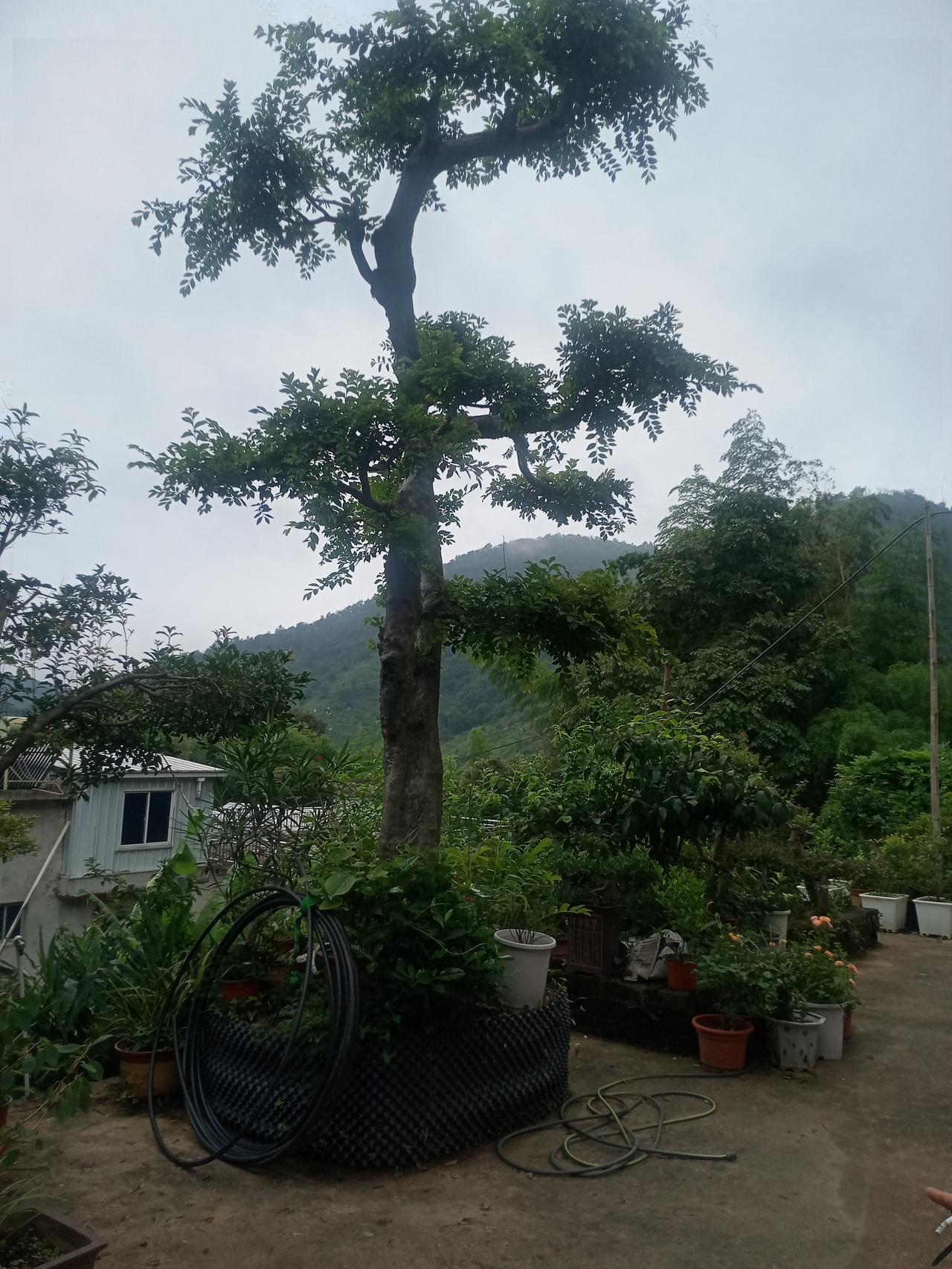 《世感所谓的荣光》
枫林红叶
 
浮世奔忙意未休，
虚名扰梦锁穷愁。
几多壮志遭