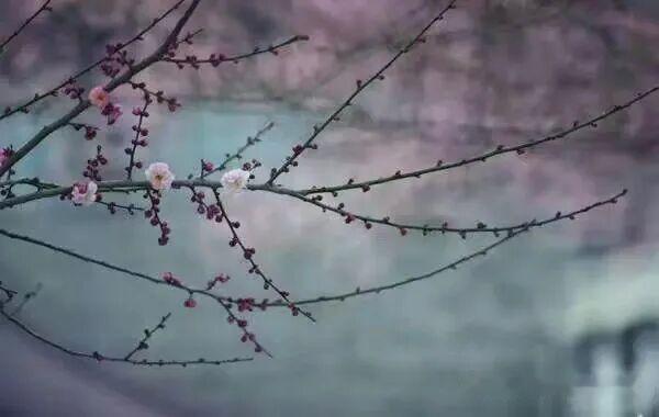 红绣鞋·梅雪情韵
雪舞梅枝飘洒，
岸留梅影无瑕。
冬风携雪映寒花。
梅痕添岁画，