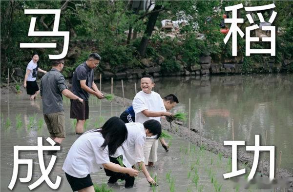 【马云携阿里高管下田插秧 全员挽裤光脚劳作 田间笑容灿烂】马云携阿里高管集体下田