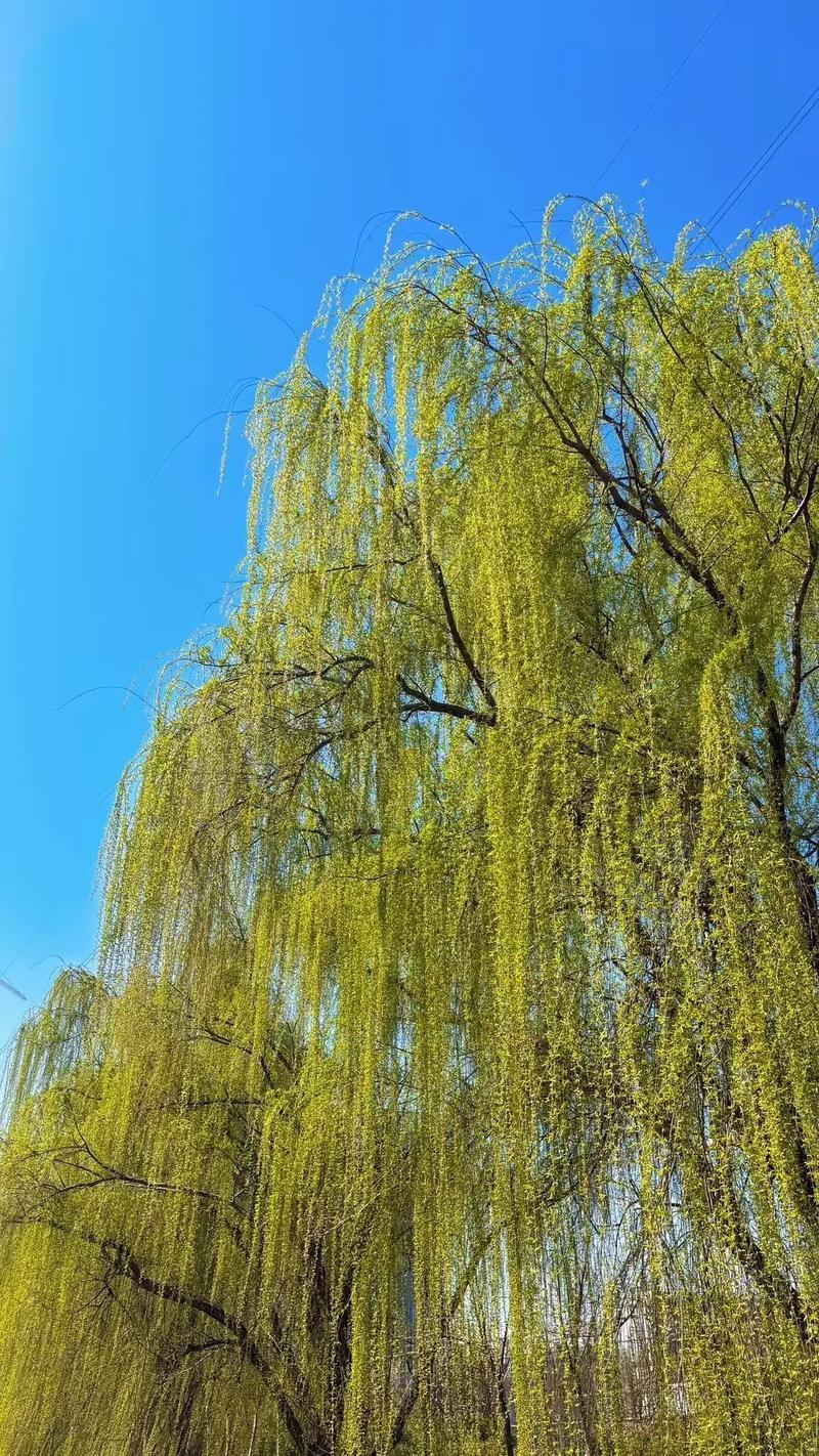 我小姨42岁了，现在是三婚。她头婚怀孕时晒被子闪了下腰孩子流产了，后面没有生孩子