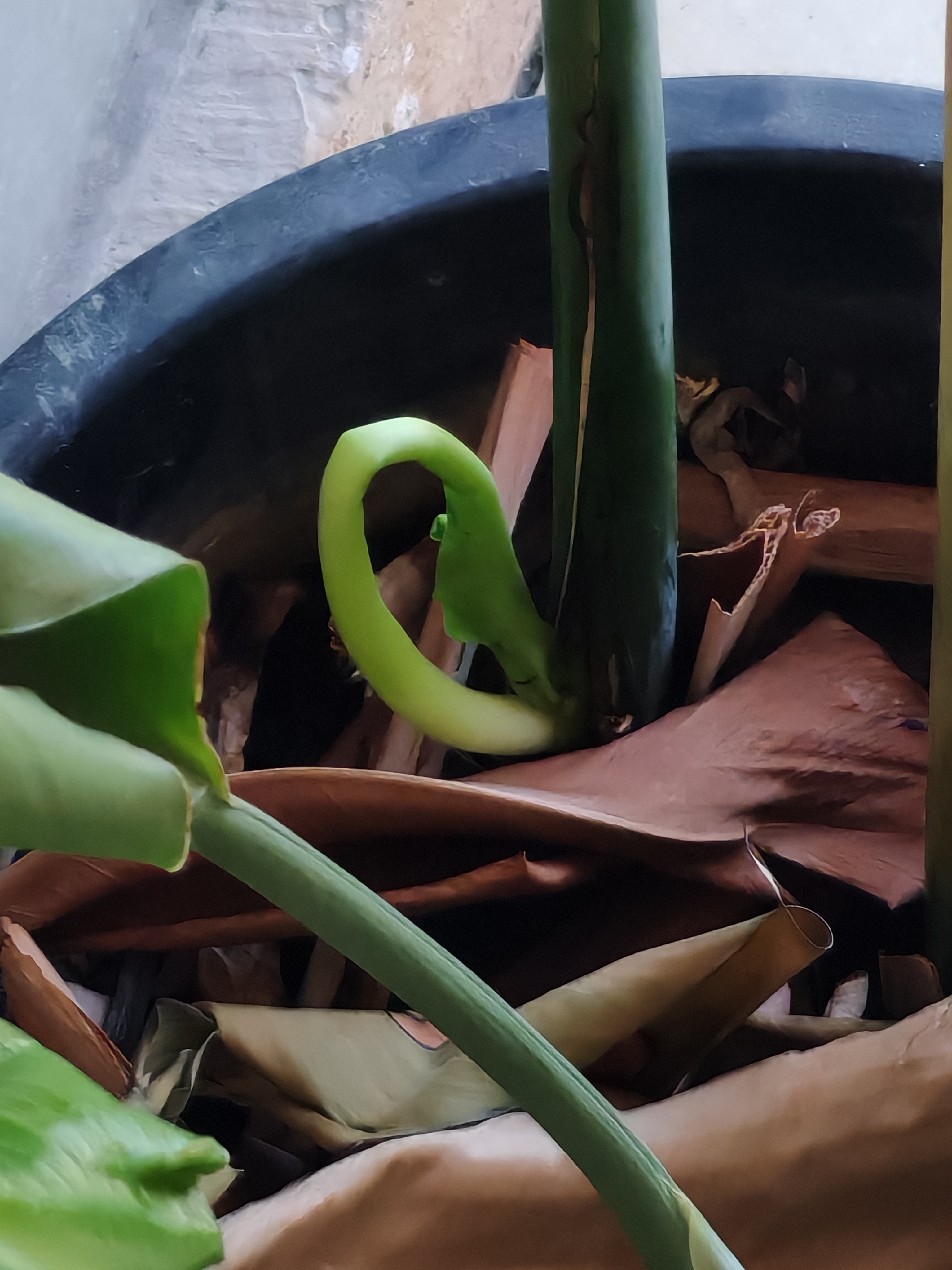新家的植物已经开始冒新芽了，刚搬来的时候它被扔在水池里蜡黄、快要枯萎了，拍照问A