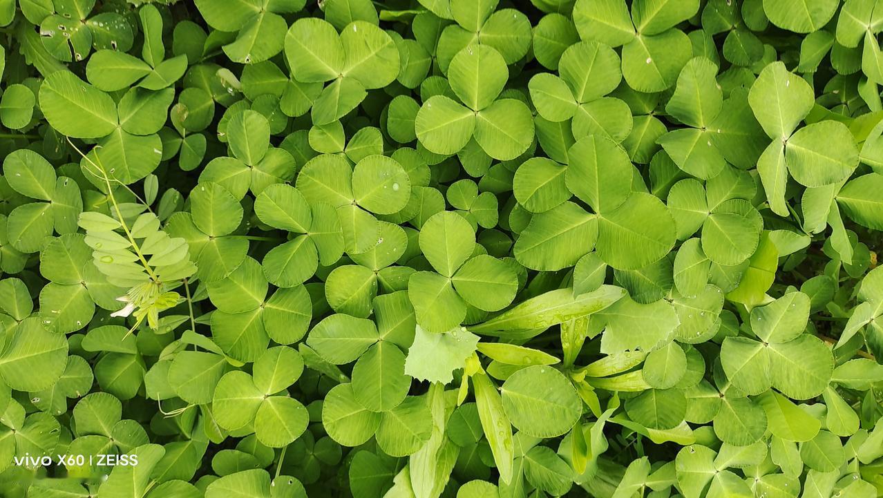 有人昨天就说了，今天要调整，因为4月1号来个开门红，总给大家高兴一下，本来近段时