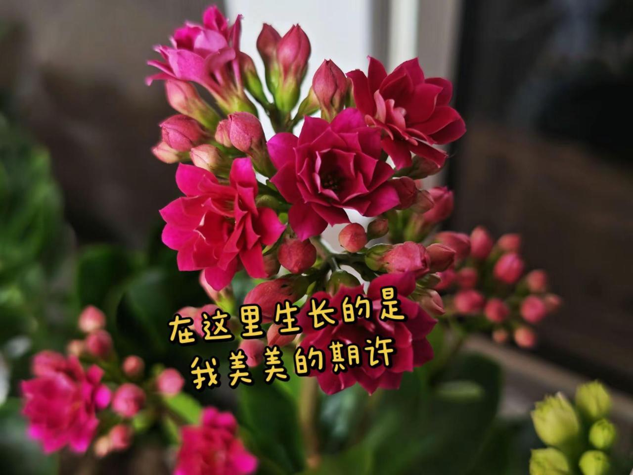 我心爱的花儿们。