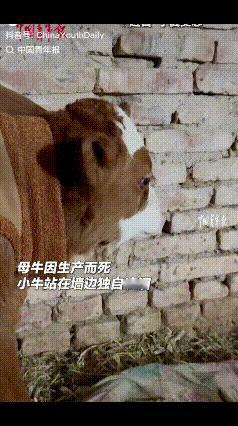 看哭了！宁夏吴忠这只小牛的眼泪，狠狠戳中了所有人的柔软！喝完奶后独自站在墙边掉泪