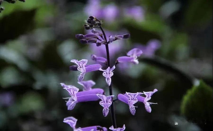 ‎种植 特丽莎香茶菜好养爱开花，关键是通风和控温，只要避开极端高温和霜冻，它能四